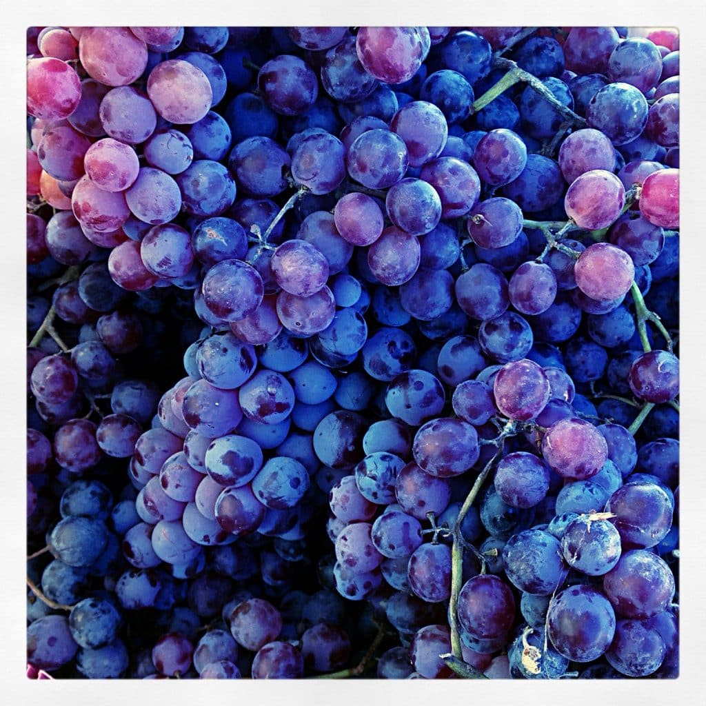 BENEFITS OF GRAPES MegUnprocessed